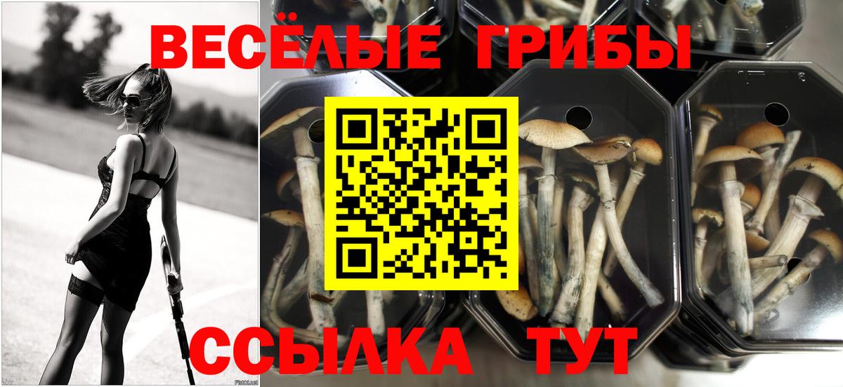 Галлюциногенные грибы Psilocybe  Дивногорск 